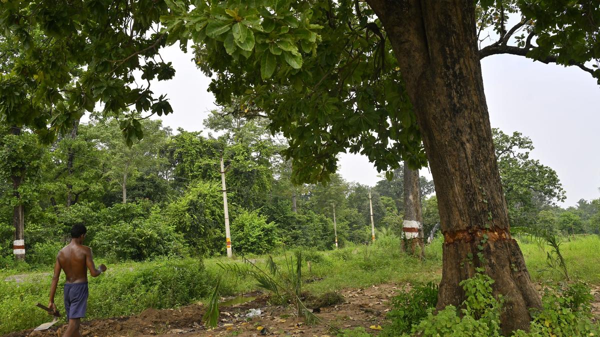 SC directs States, Union Territories to provide consolidated records of their forest lands in six months